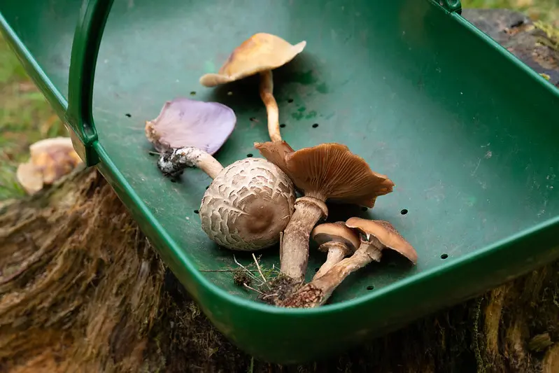 Wild mushrooms