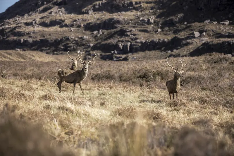 Deer in the Scottish Highlands