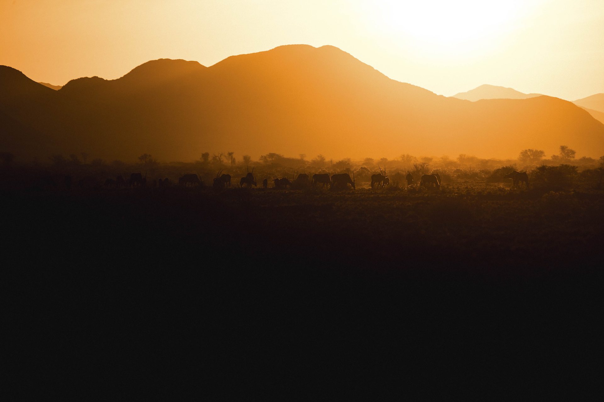 Sunset and wildlife in the Namib desert