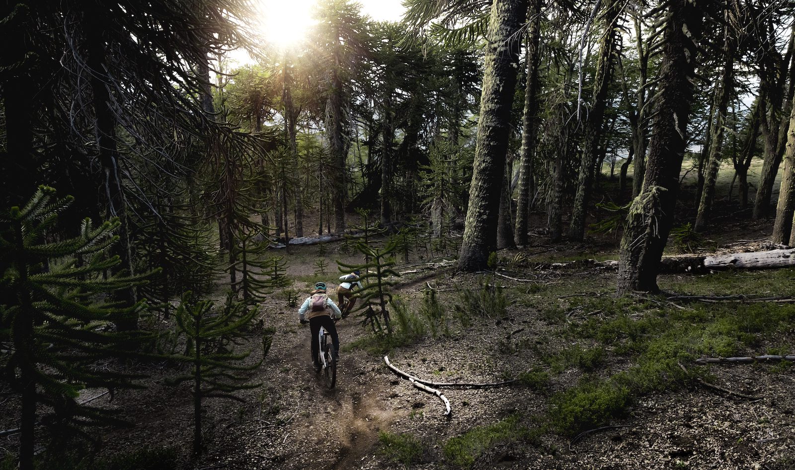 Dust flies from riders tyres as they sweep their way through the forest.