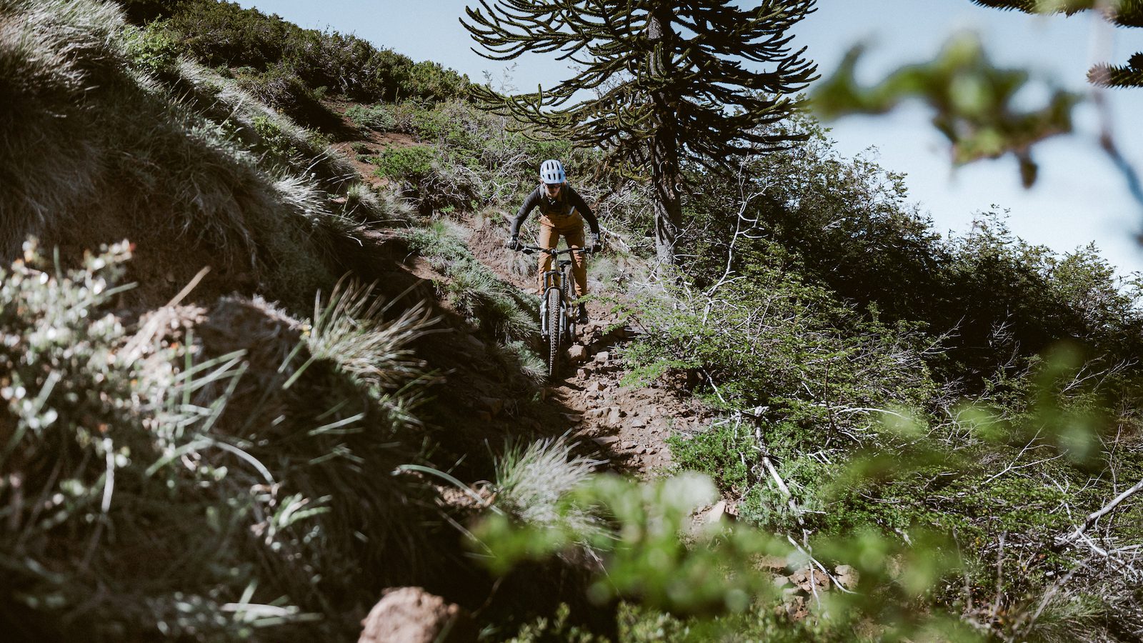 Descending past araucaría trees on rocky singletrack