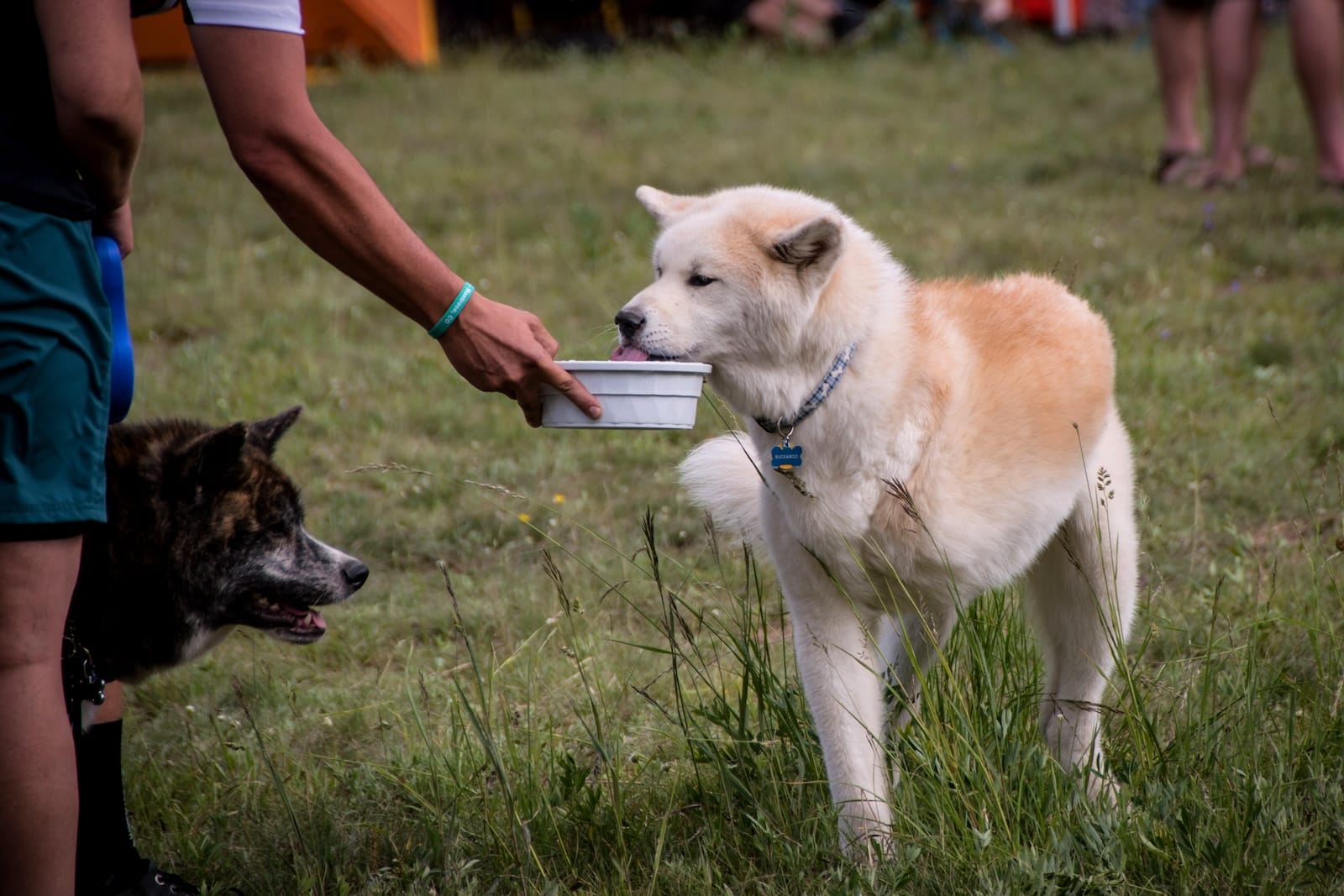 Four-legged friends at the Yeti Gathering Montrose