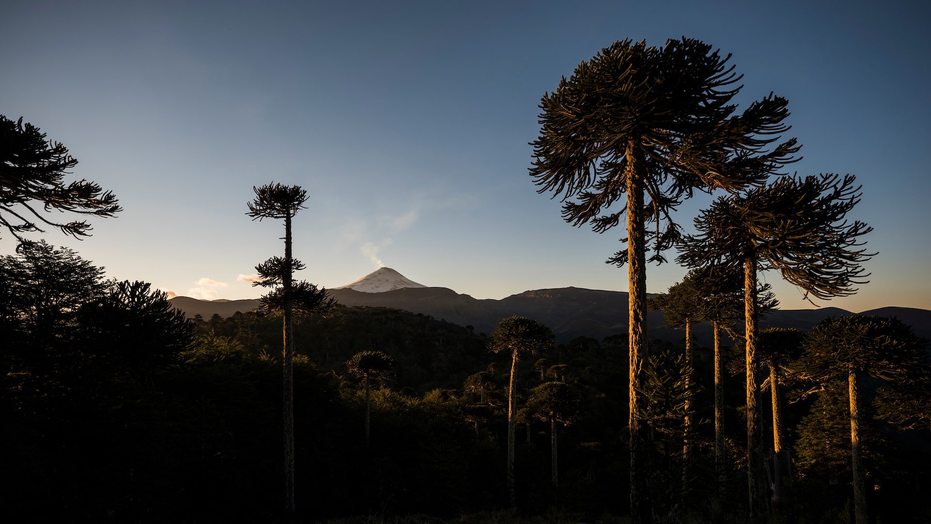 Smoking volcano and araucaria trees in Chile