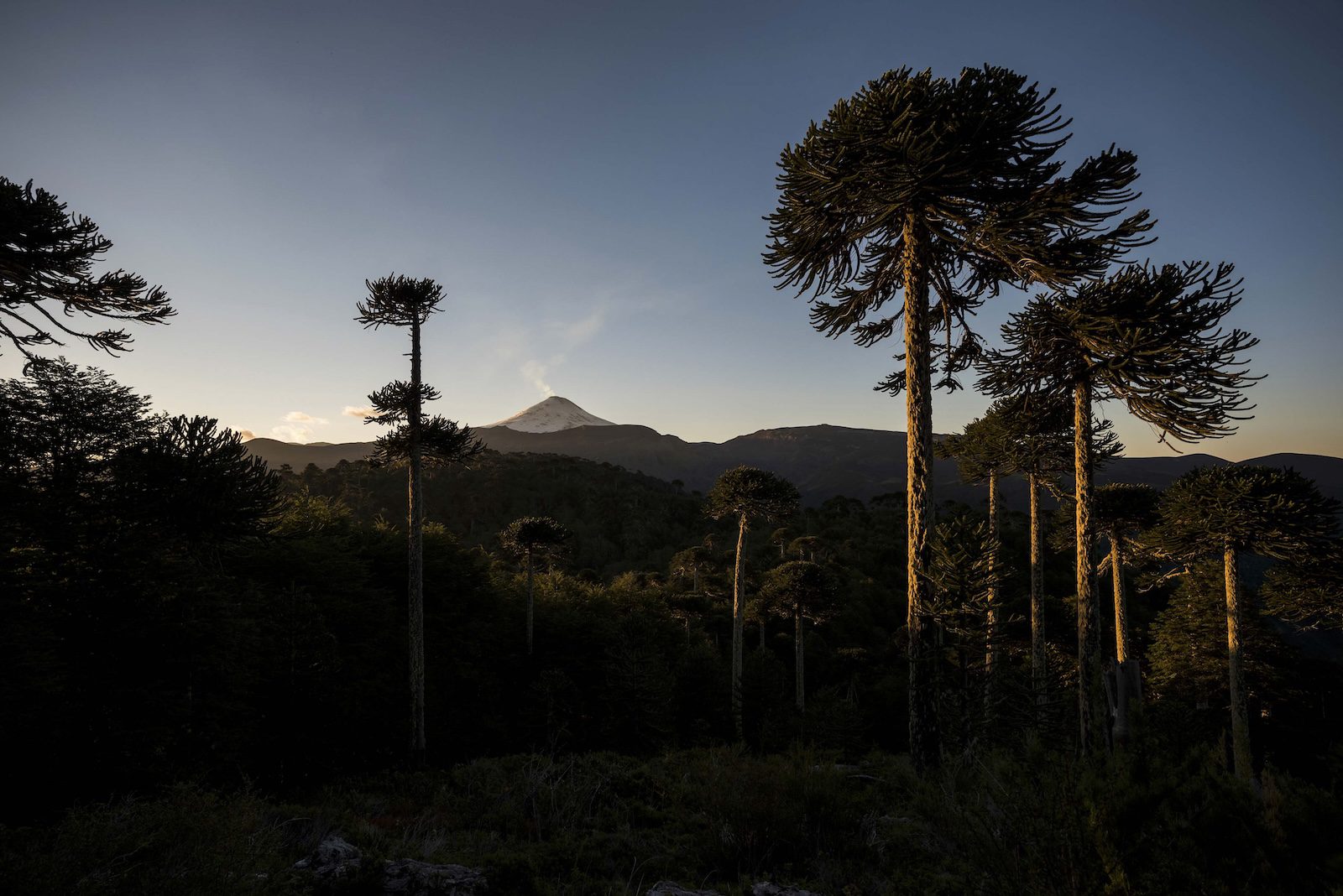 Monkey puzzle trees and smoking volcanoes, our complete travel guide to Chile