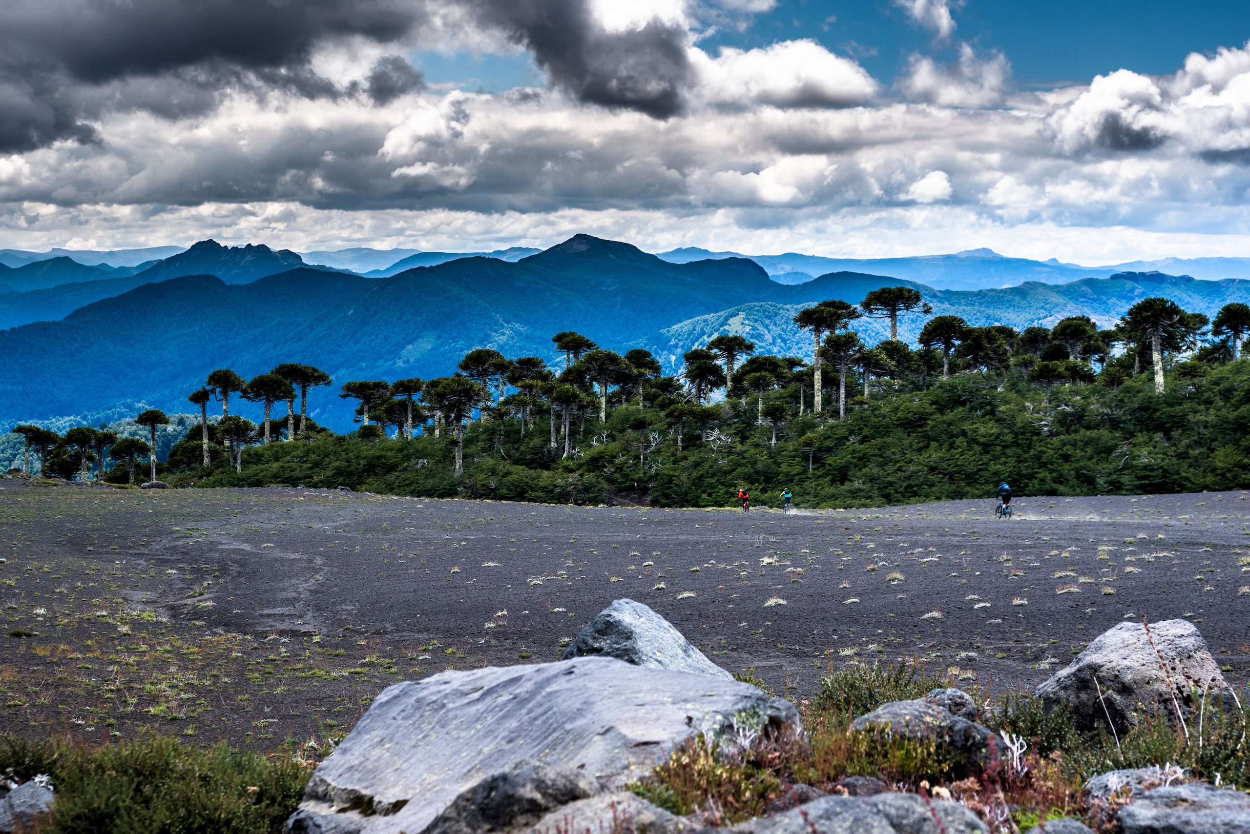 Mountain bikers riding on volcanic ash amongst araucaria trees in Chile